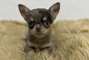 Chihuahua6